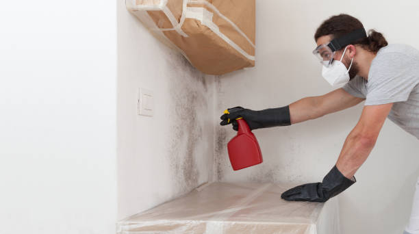 Professional Basement Mold Removal technician working in Southborough, MA