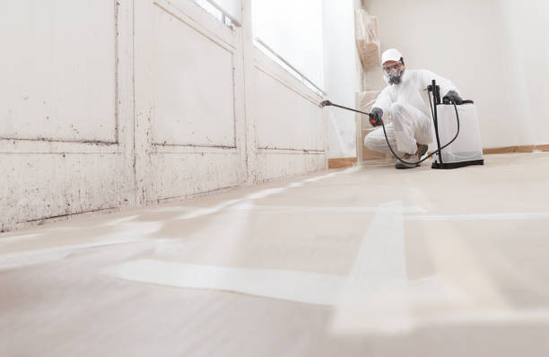 24/7 Emergency Basement Mold Removal experts in Southborough, MA