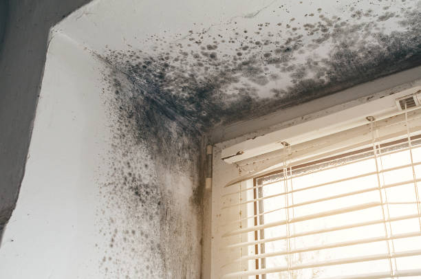 Affordable Basement Mold Removal solutions in Southborough, MA